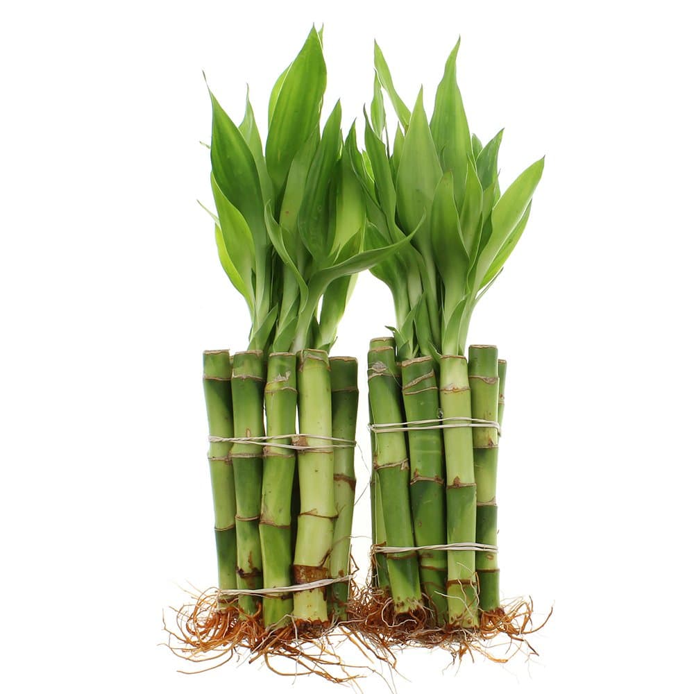 bamboo-care