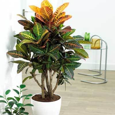 croton-care