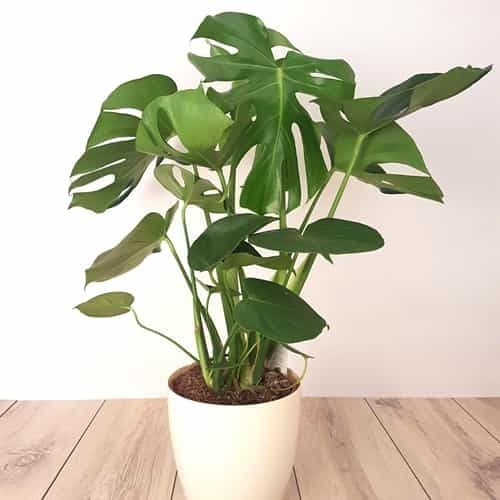 monstera-care
