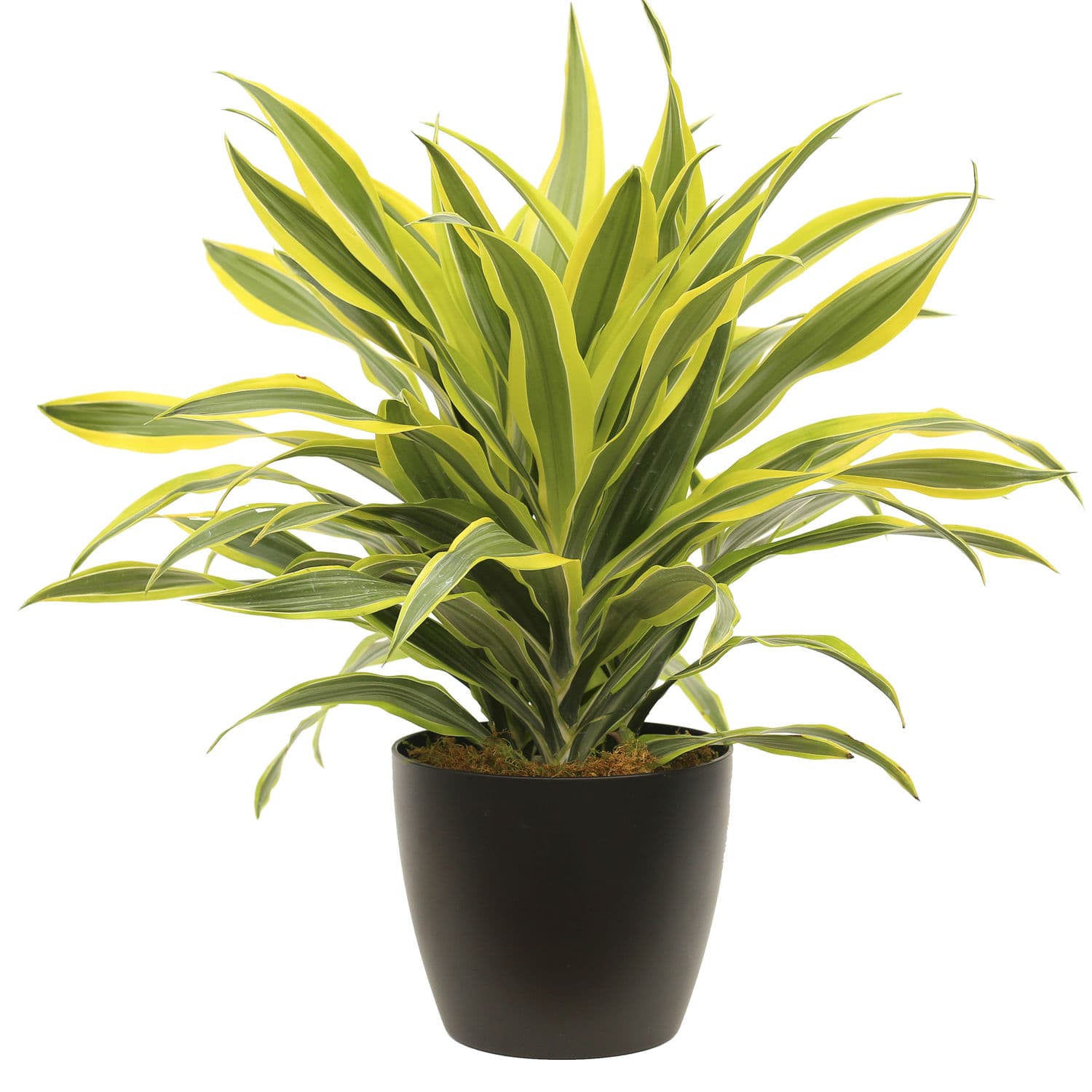 dracena-care