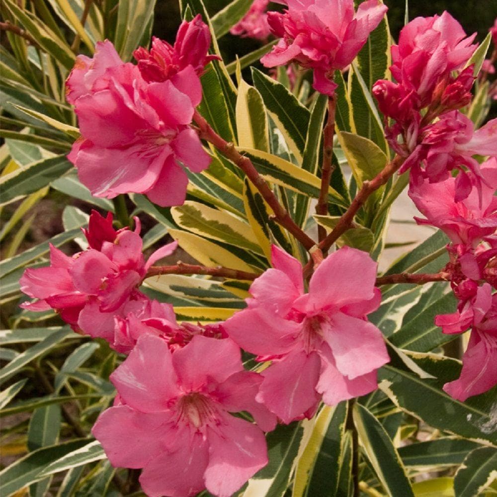 oleander-care