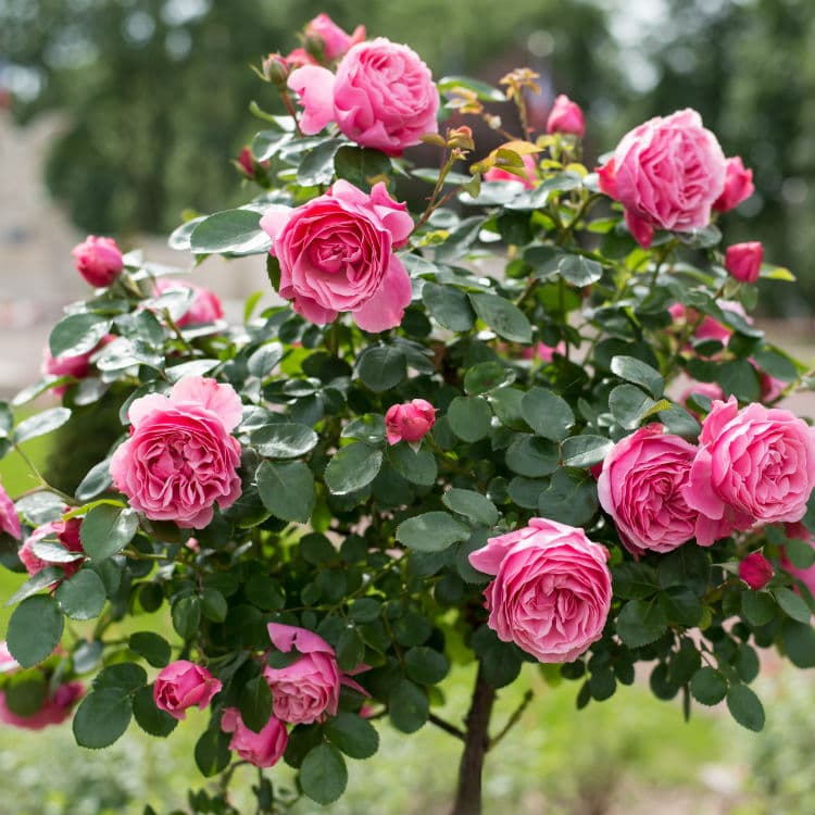 rosebush-care