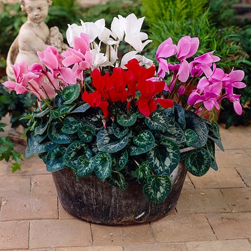 cyclamen-care