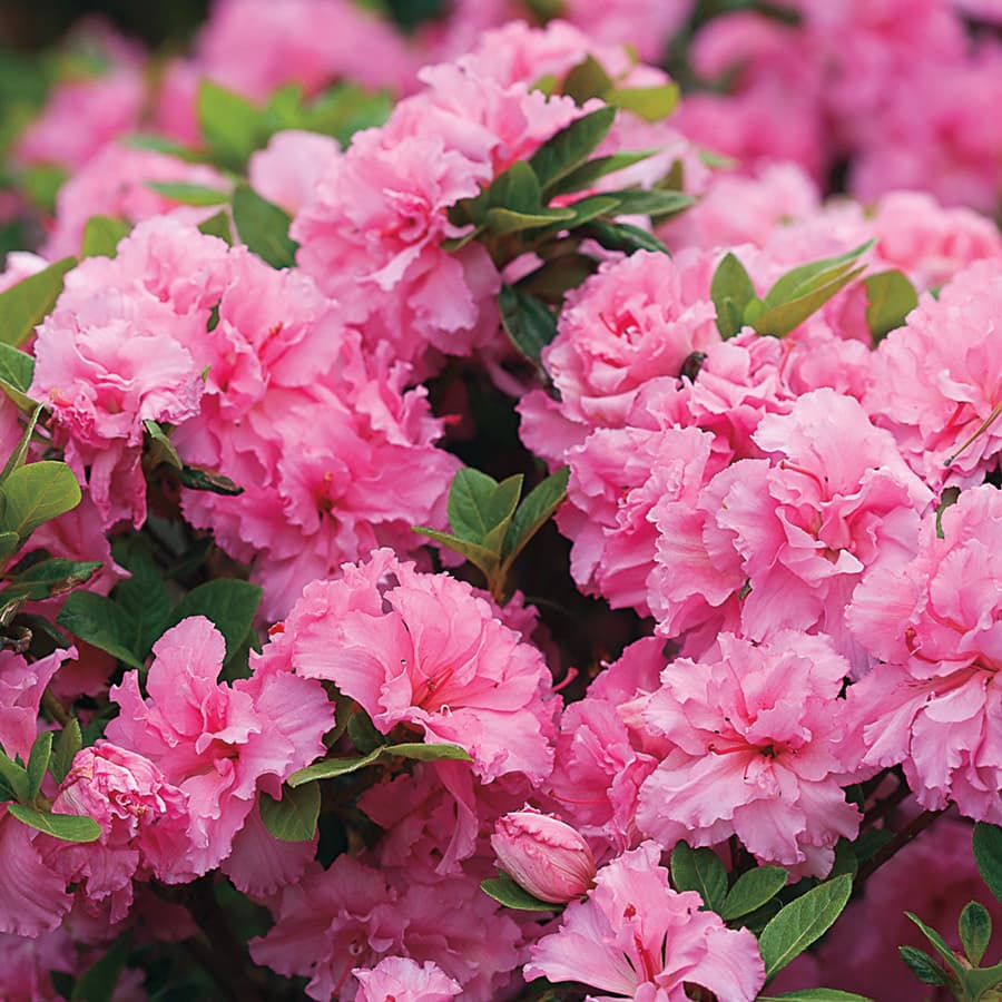 azalea-care