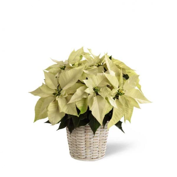 White Poinsettia - 6 inches