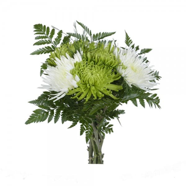 Madness chrysanthemum
