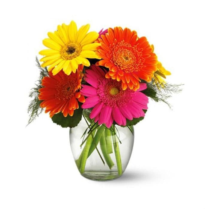 Fiesta Gerbera Vase