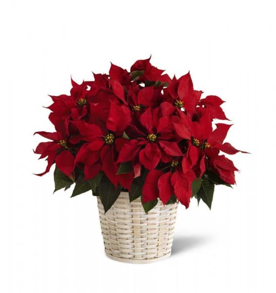 Red Poinsettia
