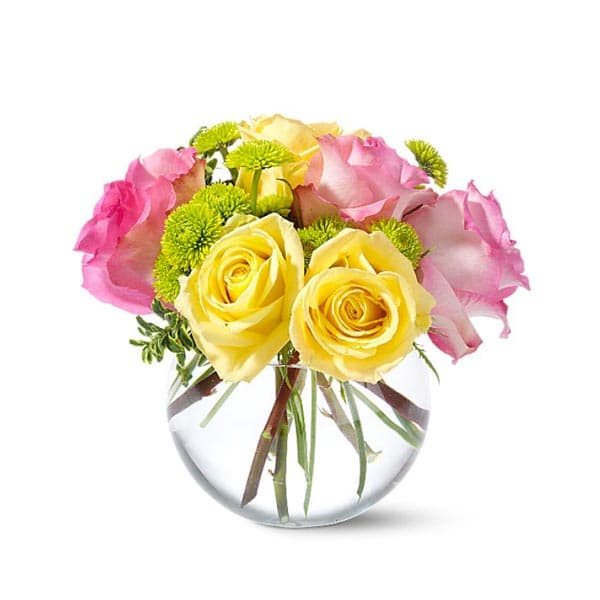 The Pink Lemonade Roses