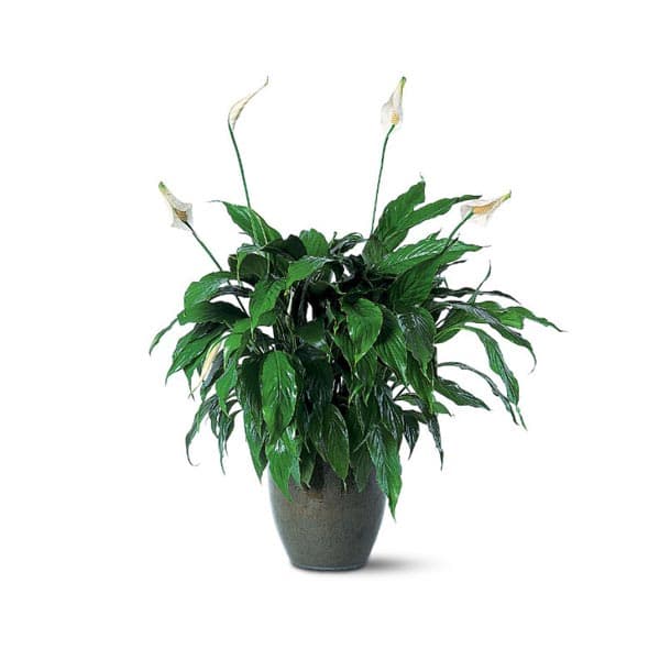 Spathiphyllum Plant