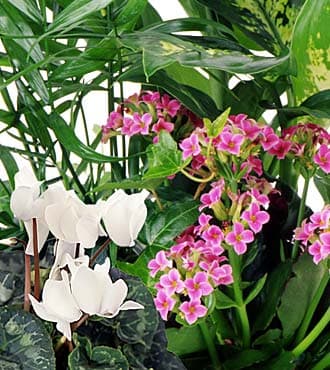 Florist's choice - Flowering Plant