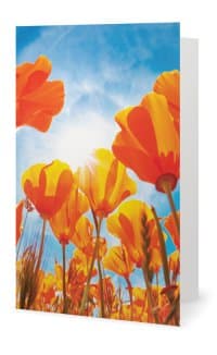The field of tulips greeting card