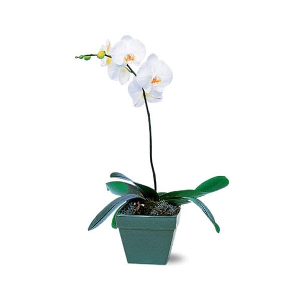 Phalaenopsis Orchid Plant