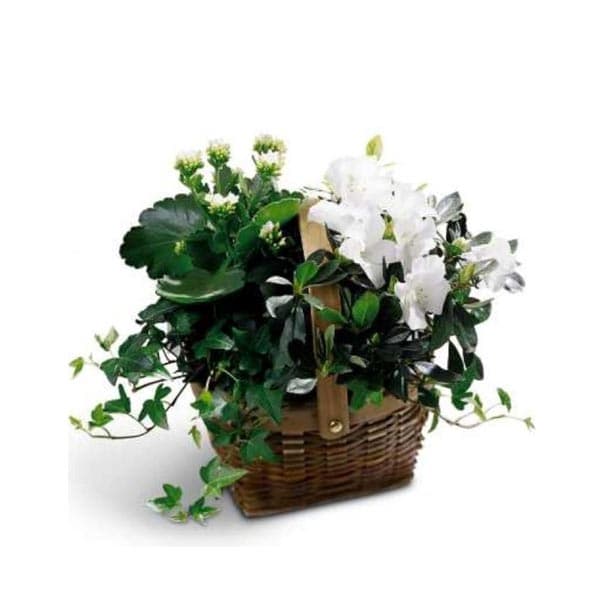White Assortment Basket