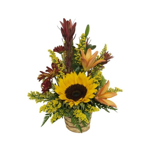 The warm color WFN arrangement