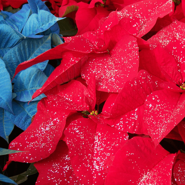 The poinsettia was made widely known because of a man named Joel Roberts Poinsett (that's why we call them Poinsettia!)