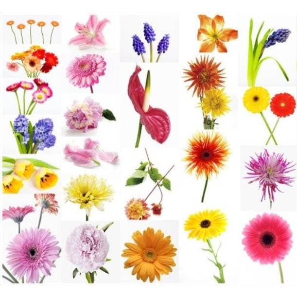 Flowers have a non-verbal language with different cultures in each country having particular signs of how they are arranged in the house. Floriography is the way to send flowers to affirm your feelings.