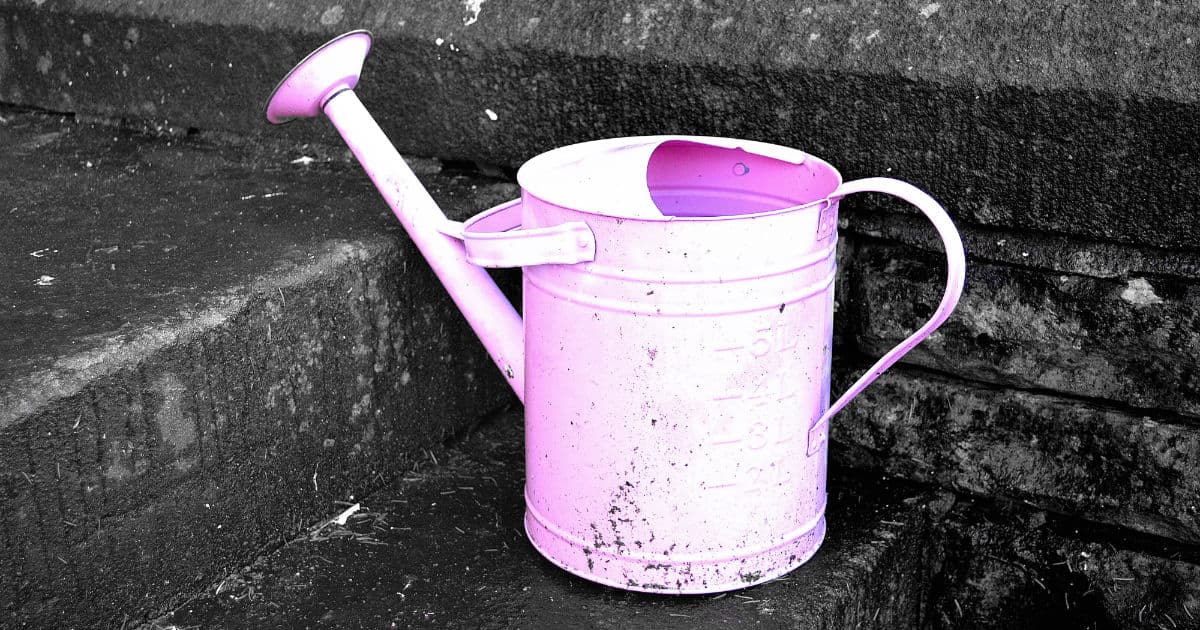 It is better not to water too much, but abundantly. A daily watering can be excessive, and unrelated to the natural cycles, promoting the appearance of diseases, depleting the soil very quickly.