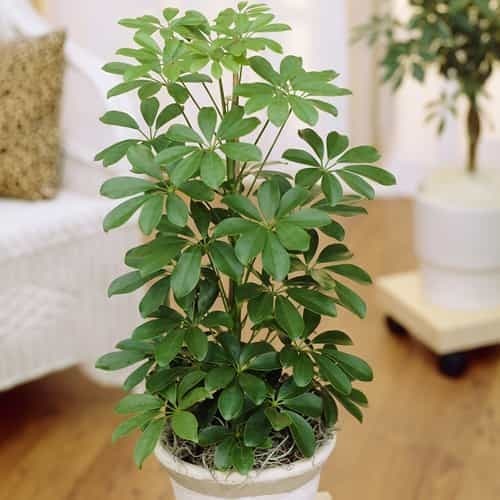 schefflera-care