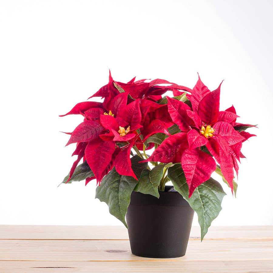 poinsettia-care