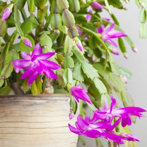 christmas-cactus-care