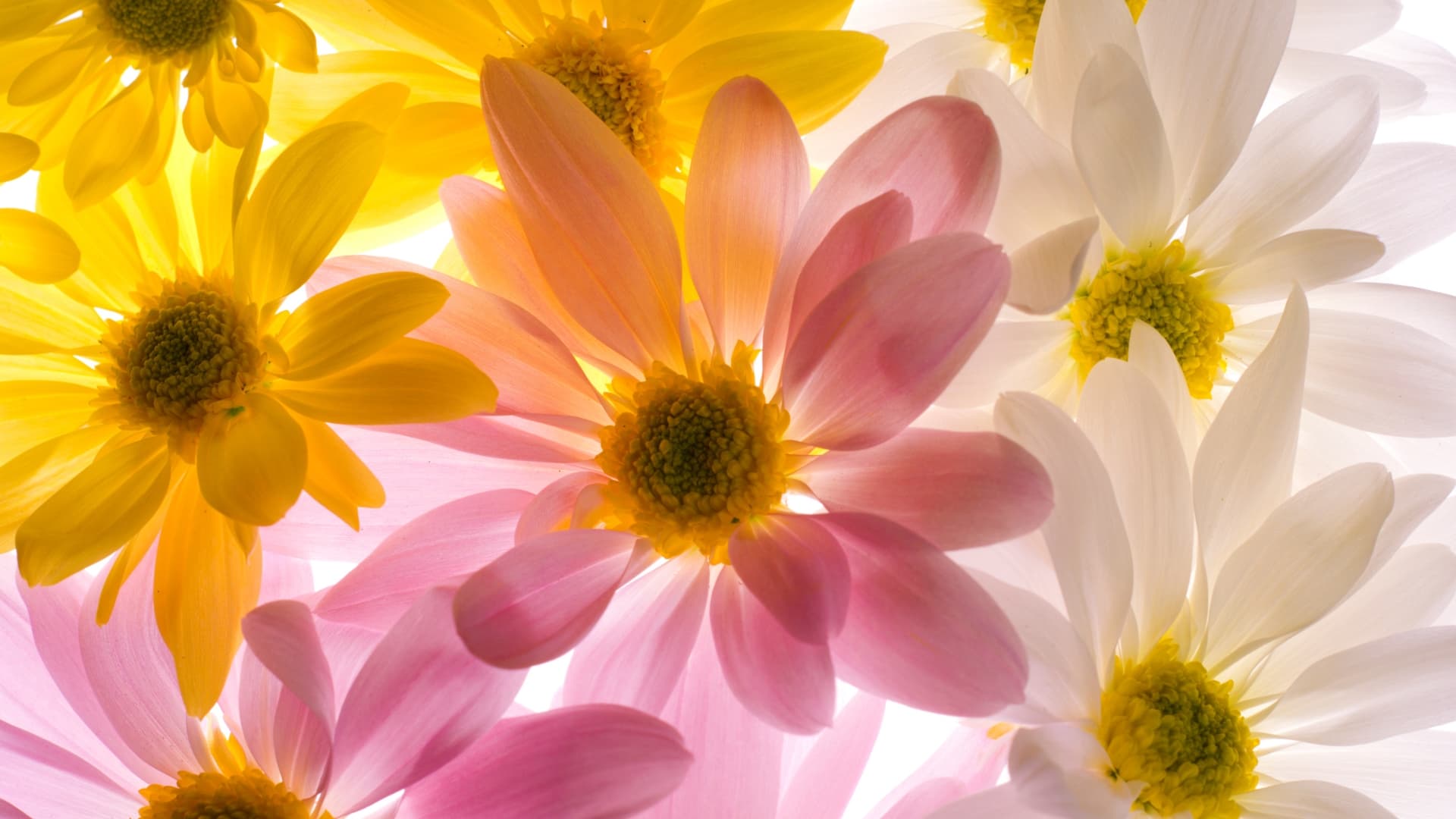 Sending flowers is a great way to show someone you care, but sometimes it's not possible to visit a florist in person.