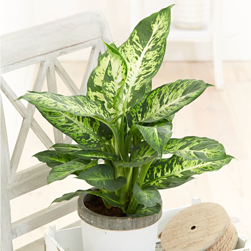 dieffenbachia-care
