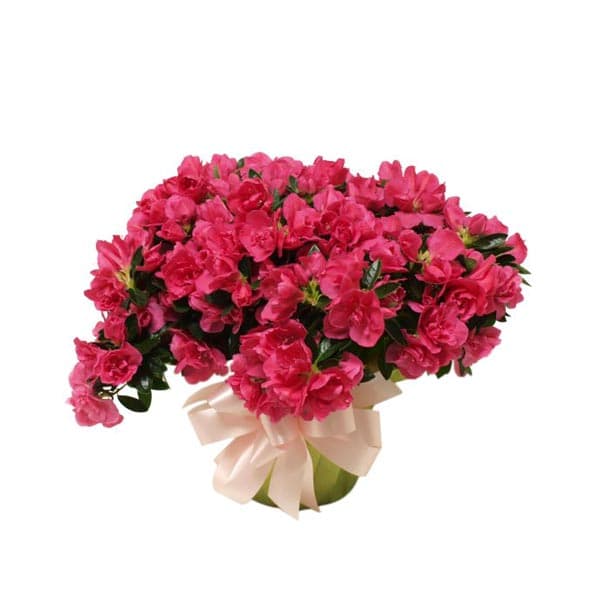 The Pink Azalea
