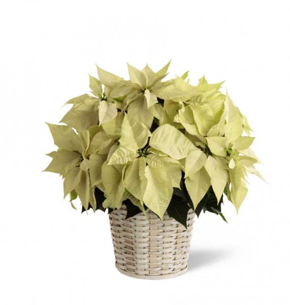 White Poinsettia - 8 inches