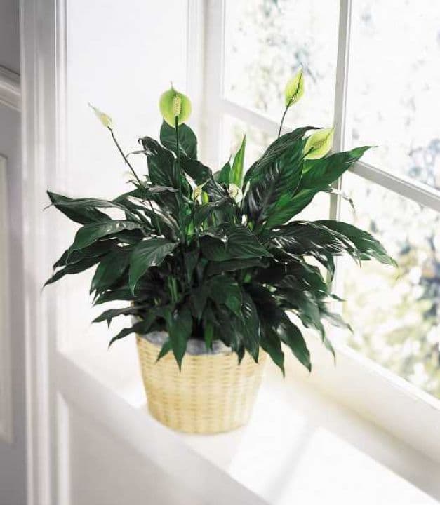 Peace and Serenity Planter