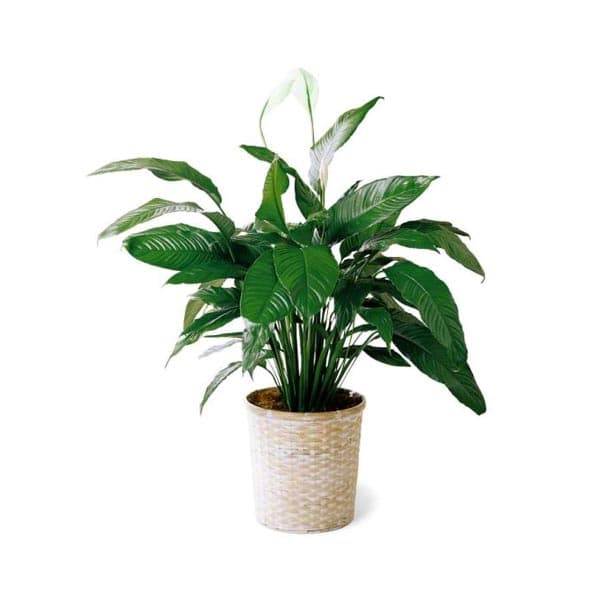 Spathiphyllum