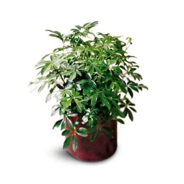 Schefflera Arboricola