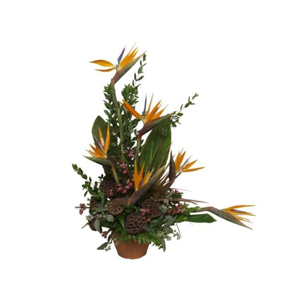 Tropical Tendence Arrangement