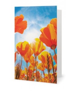 The field of tulips greeting card