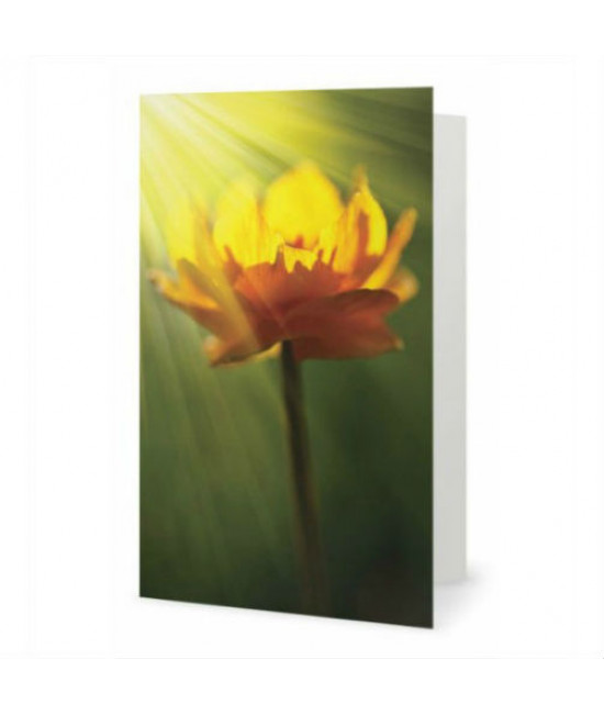 The ray in flower greeting card