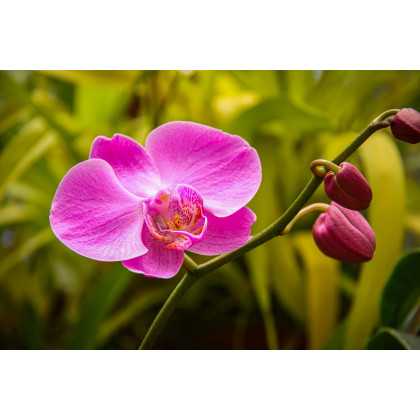 17 Types of Most Attractive Tropical Flowers