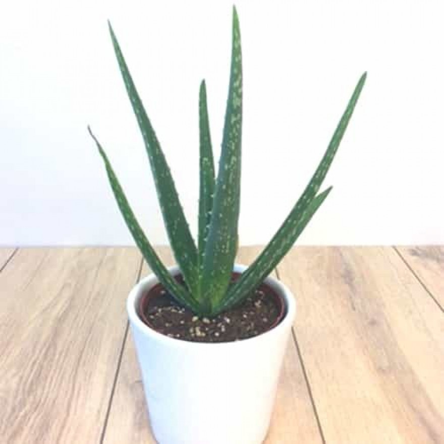 Aloes care