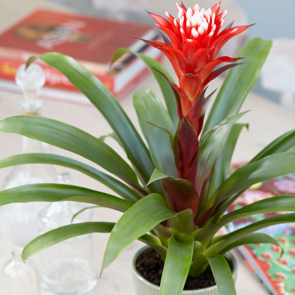 Guzmania care