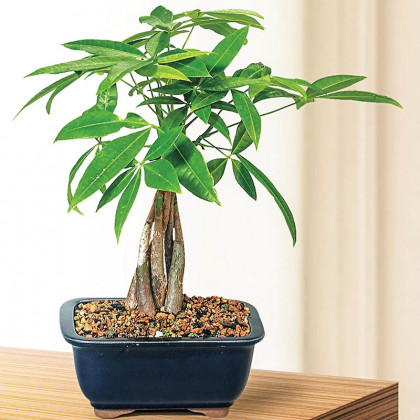 Money Tree care