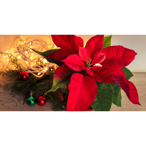 18 Best Christmas Flowers That Will Make Your Moment Special ·