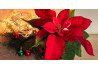 18 Best Christmas Flowers That Will Make Your Moment Special