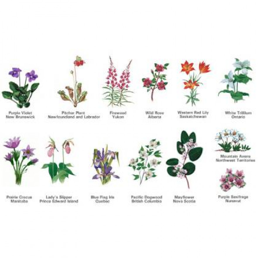 Complete Guide to Province Flowers